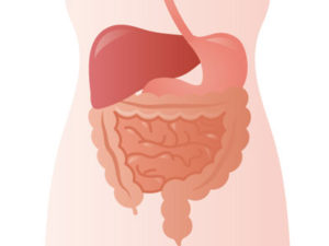 腸は脳から独立して働く器官です