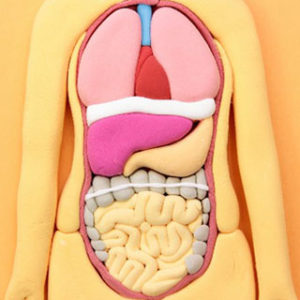 腸は体の内側にある器官でありながら、外界と直接接しているという特徴があります