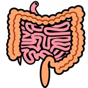 セロトニンの約90％が腸内で作られる