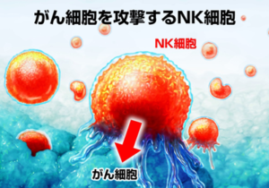 がん細胞を体中をパトロールして見つけ出し攻撃しているのがNK（ナチュラルキラー）細胞