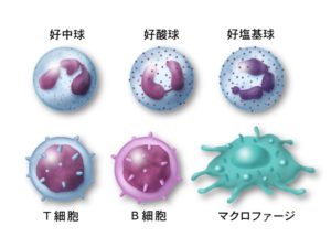 白血球の免疫細胞