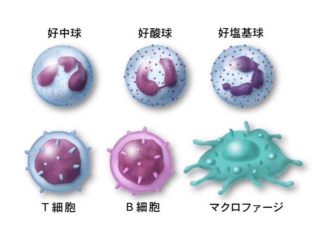 乳酸菌の死菌体には免疫細胞である白血球を活性化させる役割がある