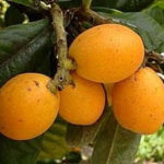 強い抗酸化作用！活性酸素を抑えるオレンジ色の果物「びわ」