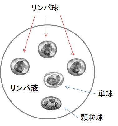 白血球の主役は、Ｔ細胞、Ｂ細胞、ＮＫ細胞などのリンパ球と顆粒球、単球