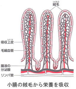 腸の中で栄養を吸収する場所は小腸で表面には絨毛がびっしりと密生しています