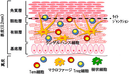 皮膚の表皮内にはランゲルハンス細胞という免疫細胞が存在しています