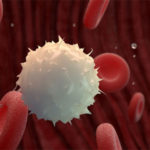 体の守る免疫細胞（白血球）の作られる場所と腸に集中する理由