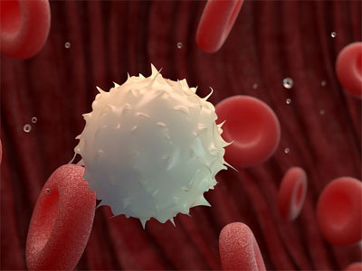 免疫細胞＝白血球は、腸内に移動した後にリンパ管や血管を通して粘膜組織へと送り出される