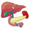 便秘による腸内環境の悪化は肝臓の解毒機能を低下させる原因