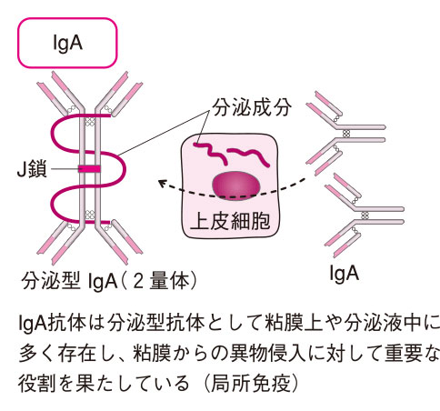 免疫グロブリンA（IgA抗体）