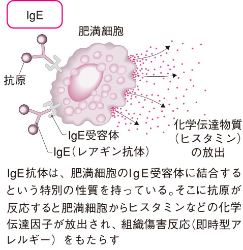 免疫グロブリンE（IgE抗体）
