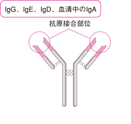 免疫グロブリンG（IgG抗体）