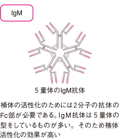 免疫グロブリンM（IgM抗体）