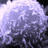 免疫細胞の主人公！司令塔「T細胞」と抗体を産生する「B細胞」
