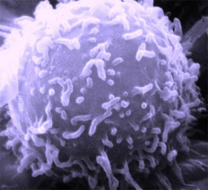 T細胞は、骨髄で生成された後に胸腺で成熟します