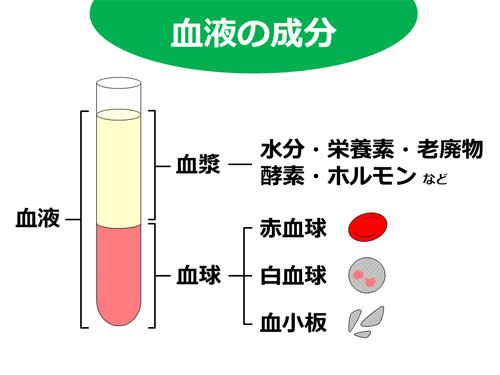 血液の成分は、赤血球、白血球、血小板と血漿になります