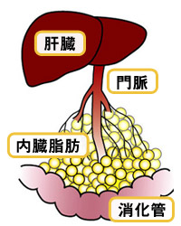 内臓脂肪は腸間膜に脂が過剰に存在している状態