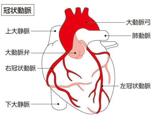 冠状動脈