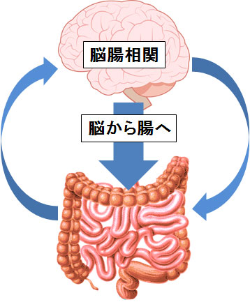 脳から腸への脳腸相関