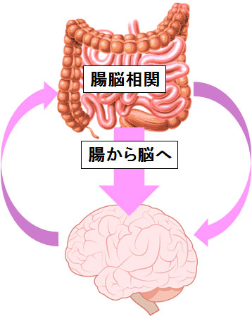 腸から脳への腸脳相関