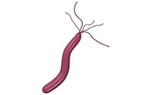 ピロリ菌は胃の出口にある「幽門」付近に棲み胃炎や胃がんを引き起こす細菌